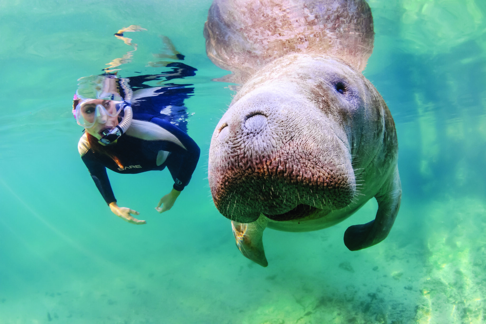 Manatee Conservation Efforts: Protecting Endangered Gentle Giants