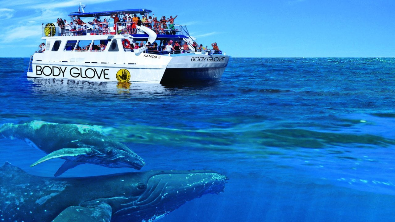 Riff und Delfinschnorchel Ecoadventure: Exploring Marine Life Up Close