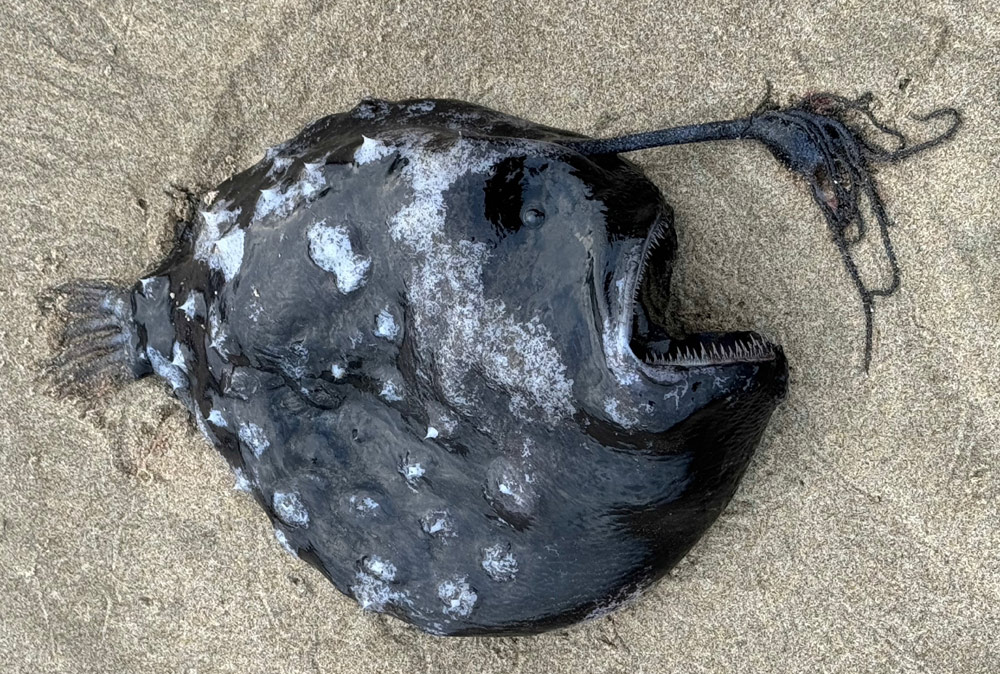 Rare Fish - Top 10 Astonishing Finds Beneath the Waves