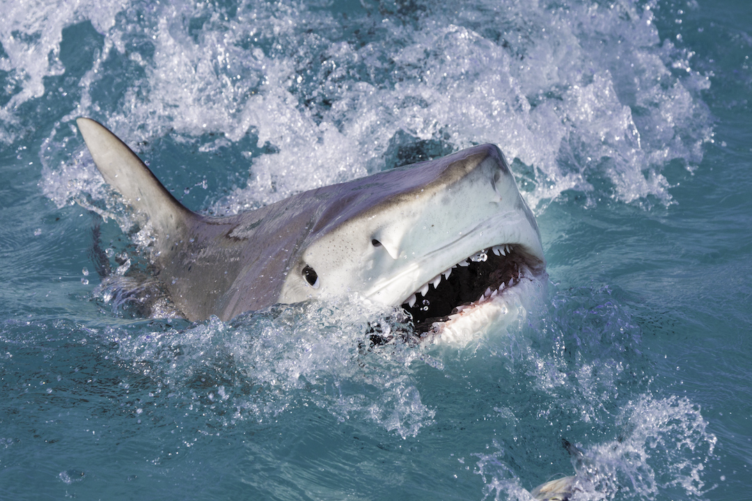 10-Year-Old Boy Attacked by Shark During Bahamas Resort 