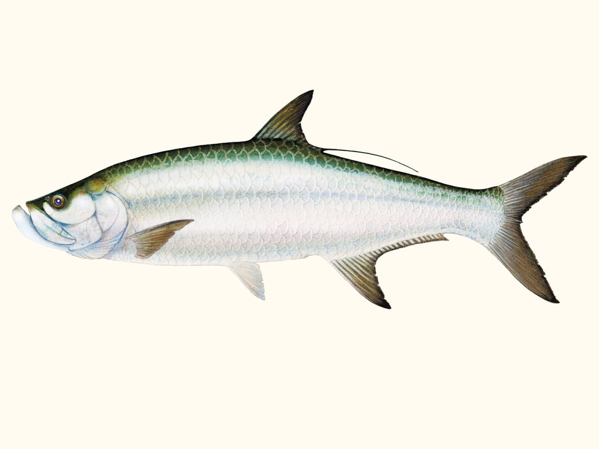 Tarpon-Ultimate Fish Guide